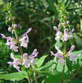 Stachys pilosissima