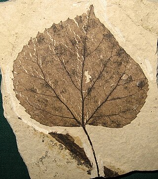 <i>Tilia johnsoni</i> Extinct species of flowering plant