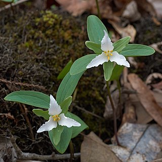 <i>Trillium texanum</i> Species of flowering plant