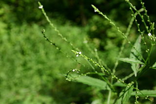 <i>Verbena urticifolia</i> Species of flowering plant