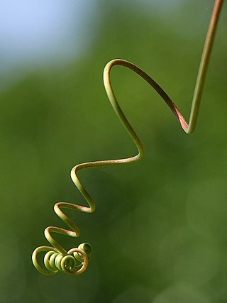 <span class="mw-page-title-main">Tendril</span> Specialisation of plant parts used to climb or bind