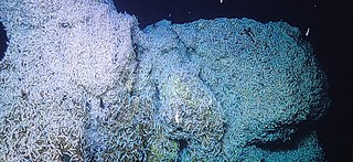 <span class="mw-page-title-main">Von Damm Vent Field</span> Hydrothermal area in the Caribbean Sea.