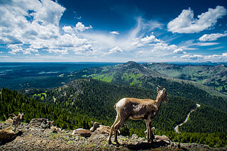 <span class="mw-page-title-main">Mount Washburn</span> Mountain of the Rocky Mountains