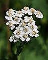 Margblømdur rølikur (Achillea millefolium)