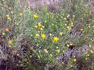 <i>Matricaria aurea</i> Species of plant