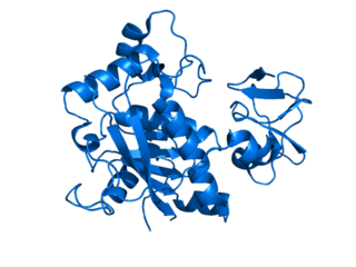 <span class="mw-page-title-main">ADAMTS4</span> Protein-coding gene in the species Homo sapiens