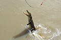 Croc whips tail to leap high but misses bait