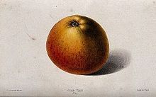 Illustration of the fruit A "Cox's" Orange Pippin apple (Malus sylvestris cv.). Colour Wellcome V0044426.jpg