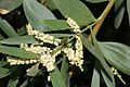 Acacia longifolia