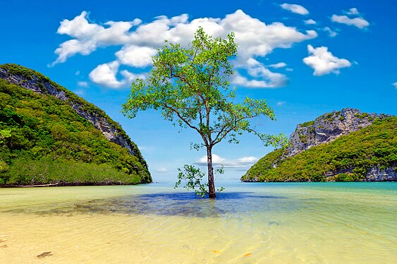 Alone mangrove tree in the Koh Phaluai island Photograph: User:Stéphane Bidouze