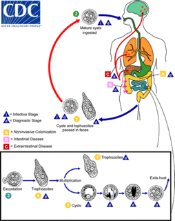 Amoebiasis Human disease caused by amoeba protists