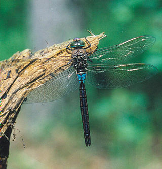 <i>Anax</i> (dragonfly) Genus of dragonflies