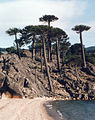 Araucaria araucana (Provincia do Neuquén).