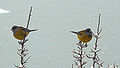 Birds in the snow on the Peninsula Magellanes, in front of Perito Moreno glacier, Santa Cruz; Argentina. Help me identify it !!