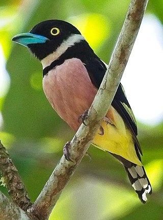 <span class="mw-page-title-main">Black-and-yellow broadbill</span> Species of bird from Southeast Asia