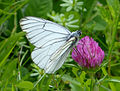 Aporia crataegi and T. pratense