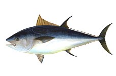 Thunnus thynnus (Atún rojo)