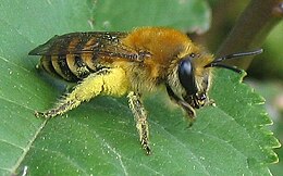 Colletes hederae