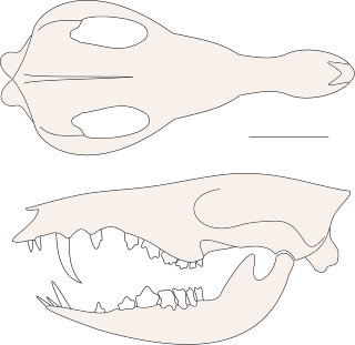 <i>Cronopio dentiacutus</i> Extinct genus of dryolestoid mammals