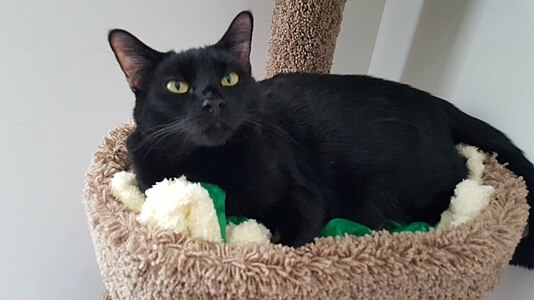 Darth Vader on a cat tree.