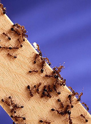 <span class="mw-page-title-main">Red imported fire ants in the United States</span>