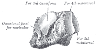 <span class="mw-page-title-main">Cuboid bone</span> Bone of the ankle