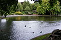 Teich im Herbert Park