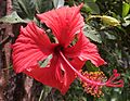 Hibiscus ('aute).