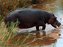 A hippo splashes in the water