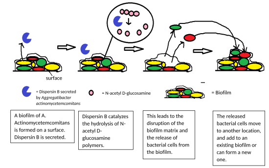 Biofilm dispersal Honors Option-MMG.svg