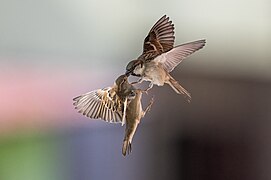 Danse de l'amour d'un couple de moineaux domestiques.