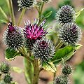 (Arctium minus)