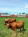 Cows in the pasture in Viikki, Helsinki, Finland.