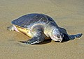 Dead olive ridley washed ashore and bloated with decomposition gases at Gahirmatha beach, Odisha, India