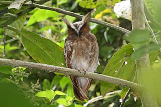 Crested owl Species of bird