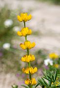 תורמוס צהוב (Lupinus luteus)