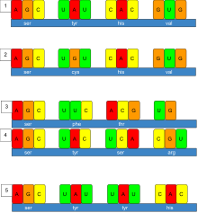 This is a diagram showing mutations in an RNA sequence. Figure (1) is a normal RNA sequence, consisting of 4 codons. Figure (2) shows a missense, single point, non silent mutation. Figures (3 and 4) both show frameshift mutations, which is why they are grouped together. Figure 3 shows a deletion of the second base pair in the second codon. Figure 4 shows an insertion in the third base pair of the second codon. Figure (5) shows a repeat expansion, where an entire codon is duplicated. Mutations.svg