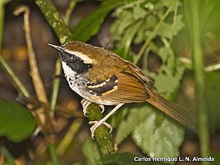 <i>Myrmoderus</i> Genus of birds