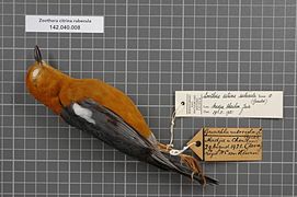 Zoothera citrina rubecula (Gould, 1836)