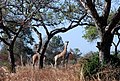 Image 14Giraffes in Waza National Park (from Tourism in Cameroon)