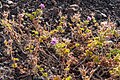 Pelargonium capitatum