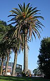 Phoenix canariensis AK.jpg