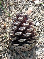 Open mature cone without seeds