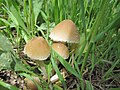 Psathyrella candolleana