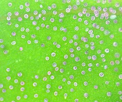 Pigmented salt glands on leaf