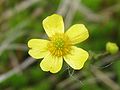 Iglasólja (Ranunculus flammula)