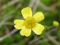 Ranunculus flammula