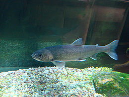 Salvelinus alpinus alpinus fjeldørred