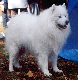 <span class="mw-page-title-main">Samoyed dog</span> Dog breed