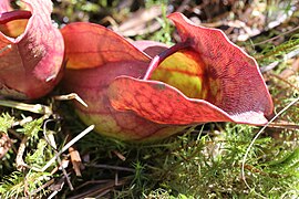 Sarracenia purpurea, à Saint-Narcisse, au Québec,au Canada.